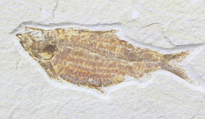 Fat Knightia Alta Fossil Fish - Wyoming #39412